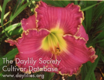 Daylily Canoochee Beauty